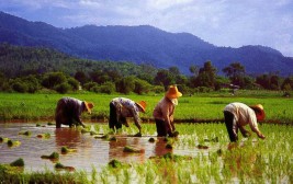 Rice Paddies In Thailand