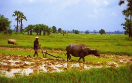 Rice Paddy Workers Thailand